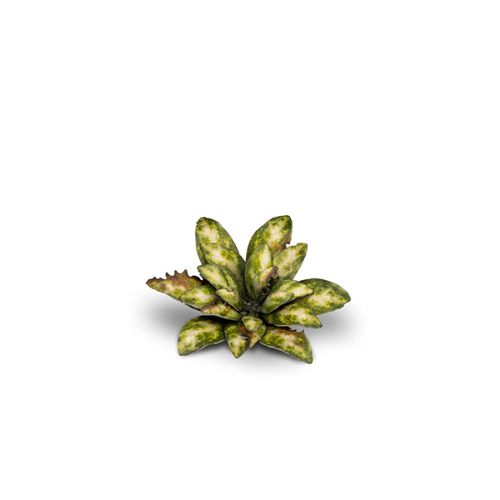 Gamers Grass GGLP-DC Laser Plants Dumb Cane
