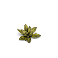 Gamers Grass GGLP-DC Laser Plants Dumb Cane