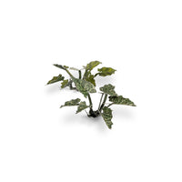 Gamers Grass GGLP-LAL Laser Plants Lords and Ladies