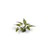Gamers Grass GGLP-LAL Laser Plants Lords and Ladies