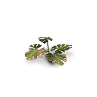 Gamers Grass GGLP-MT Laser Plants Monstera