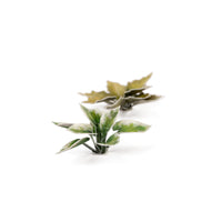 Gamers Grass GGLP-PL Laser Plants Plantain Lily