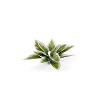 Gamers Grass GGLP-PL Laser Plants Plantain Lily