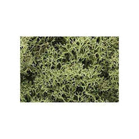 Woodland Scenics L161 Spring Green Lichen