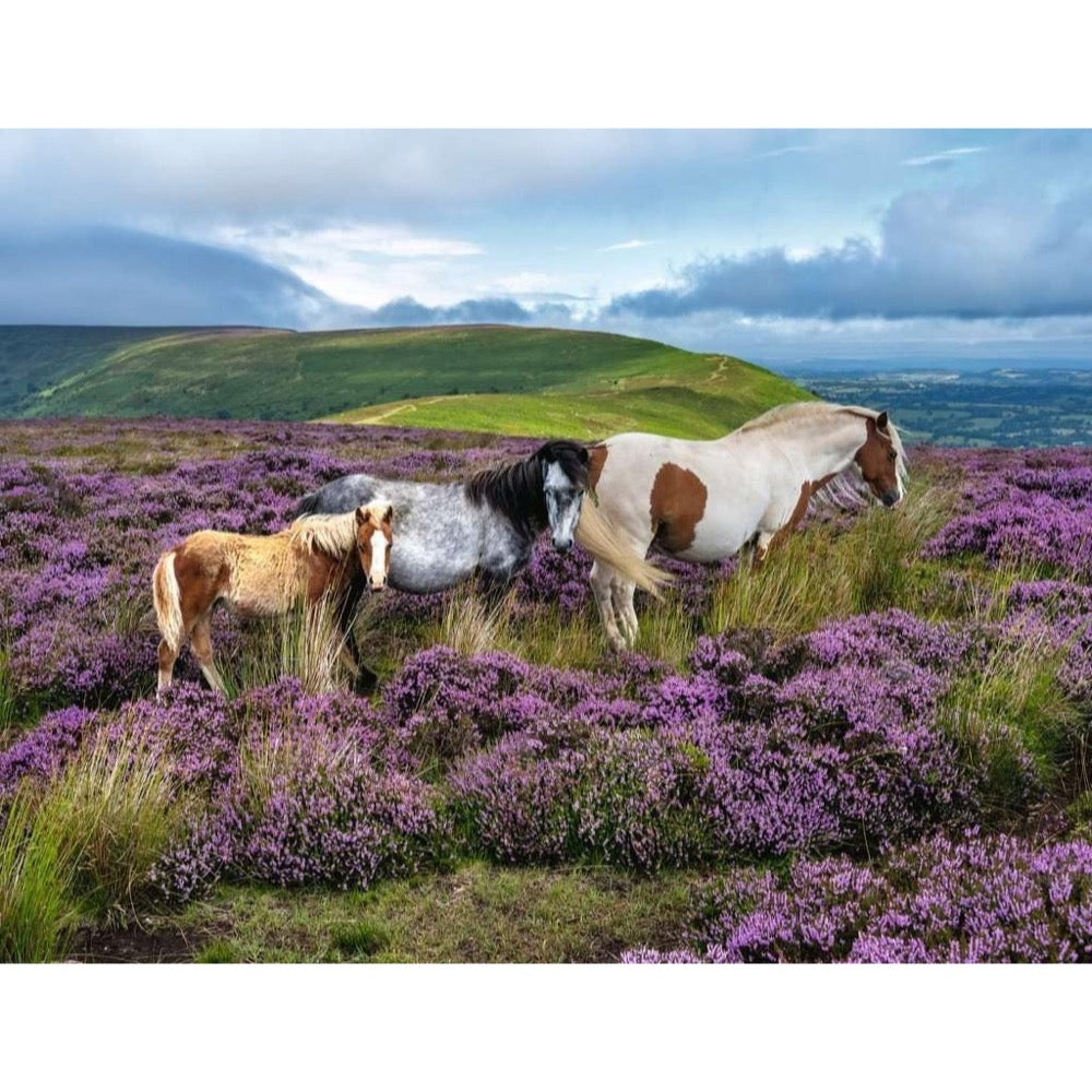 Ravensburger 01751-6 Wild Horses In The Heather 2000pc Jigsaw Puzzle