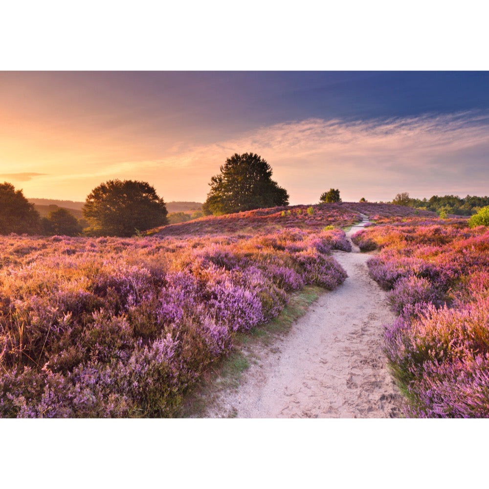 Ravensburger 01763-9 Pink Pathway 1000pc Jigsaw Puzzle