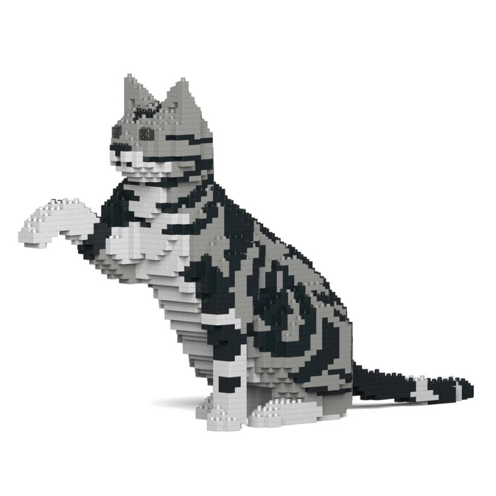 Jekca ST19ASC03-M01 American Shorthair Cat 03S