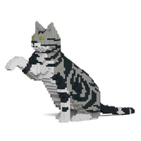 Jekca ST19ASC03-M01 American Shorthair Cat 03S