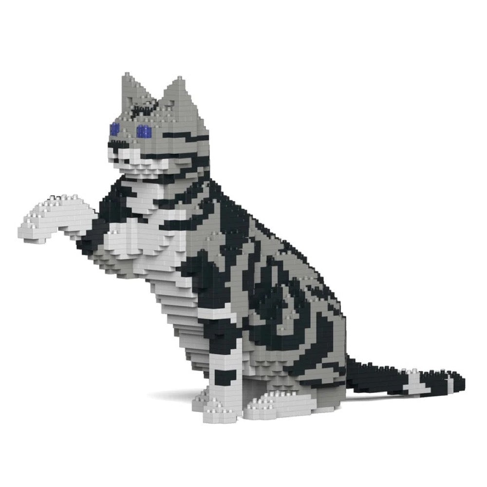 Jekca ST19ASC03-M01 American Shorthair Cat 03S