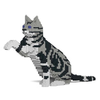 Jekca ST19ASC03-M01 American Shorthair Cat 03S