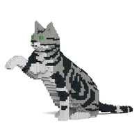 Jekca ST19ASC03-M01 American Shorthair Cat 03S