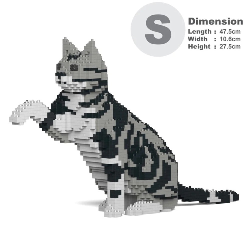 Jekca ST19ASC03-M01 American Shorthair Cat 03S